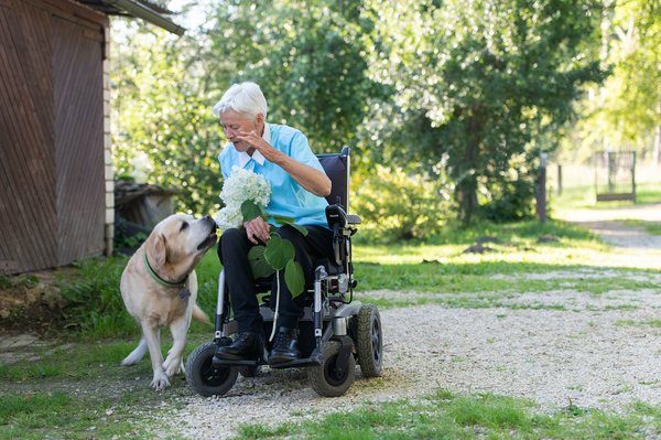 Harnais pour les gros chiens: quels sont les meilleurs?